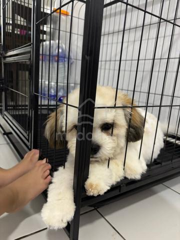 Male Shih Tzu 🐶 - photo 3 of 4