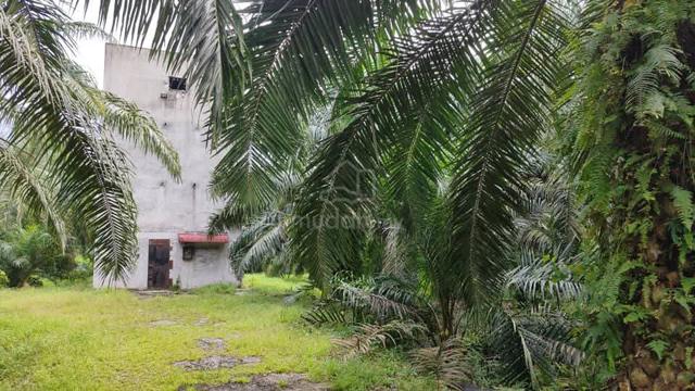 Oil Palm Land with birdhouses 1