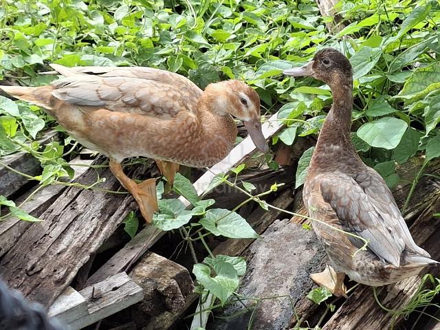 itik mallard @kampung - photo 3 of 3