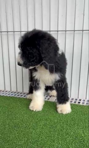 Giant Poodle - photo 3 of 3