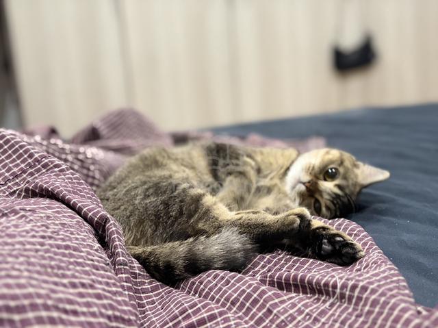 British shorthair - photo 6 of 6