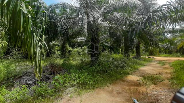 Tanah pertanian 0.5 ekar di Kg.Pasir Panjang Laut,Manjung,Perak  1