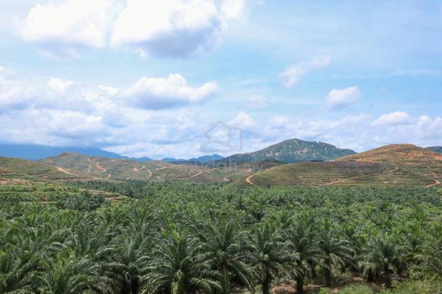 ‼️FOR SALE 油棕芭出售‼️ Agriculture Land in Kuala Pilah, Negeri Sembilan 1