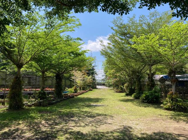 Agriculture Land at 13th Mile Jalan Kuching-Serian 1