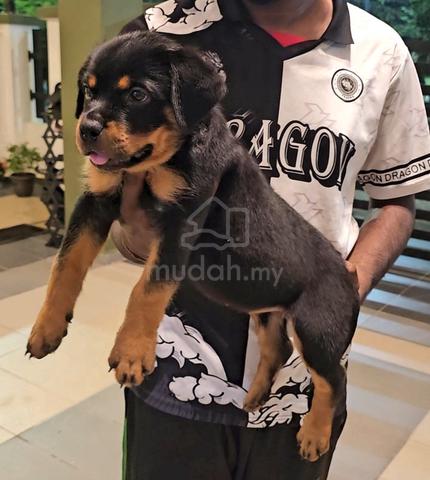 Rottweiler - photo 4 of 6