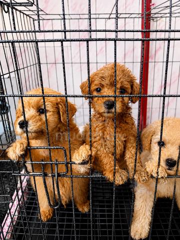 Carousel Image