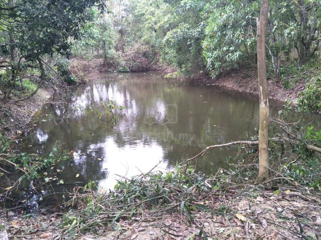 Kolam Ternakan Untuk Di sewa 1