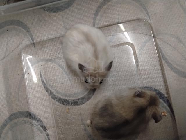 Hamster  - photo 4 of 6