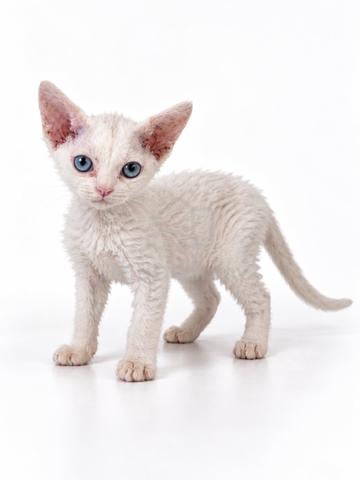 Ms DEVON REX Kucing Import Pure Breed - photo 2 of 3