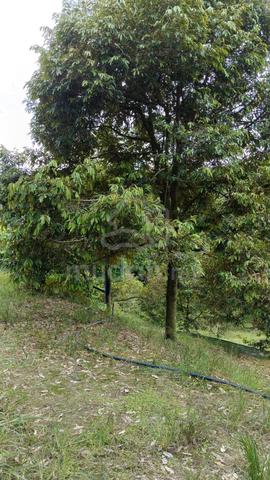 11 Acres Freehold Durian Farm Temau Dong Raub 1