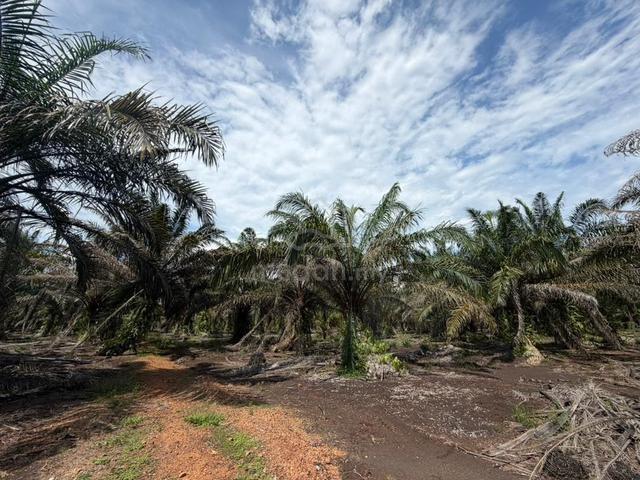 Pontian Kayu Ara Pasong 4.6 Acres Agricultural Land 1