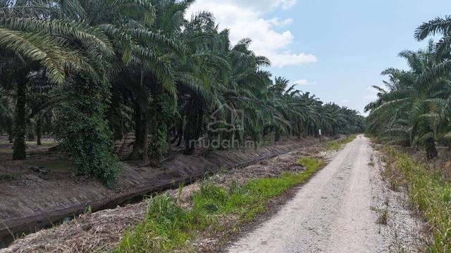 19 Acres Oil Palm Trees Land Kampung Serkat Laut, Pontian Kukup 1