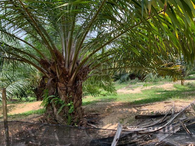 Freehold Palm Oil Estate Lendu / Rembia 1