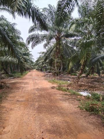 Agricultural land Kg Seri Cheeding,Banting 1