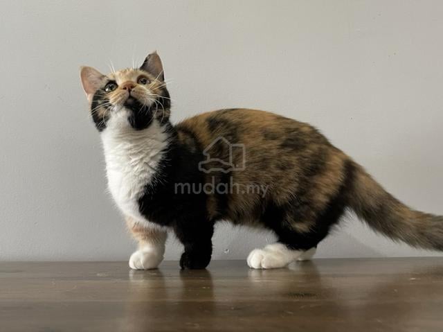 Munchkin Supershort (Female) - photo 2 of 5