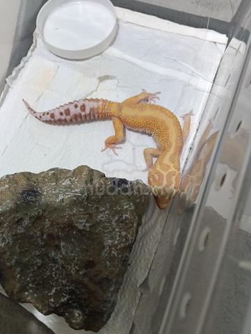 1.0 Leopard Gecko - photo 4 of 4