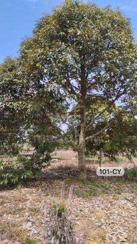 Below Marketš¤©18.13 Acre Land Durian Farmļ¼Bentong Pahang Gentingļ¼Sale 1