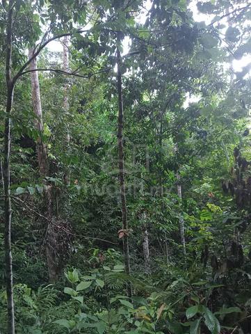Tanah Dusun Siap Berbuah dan Kebun Getah Untuk Dijual 3