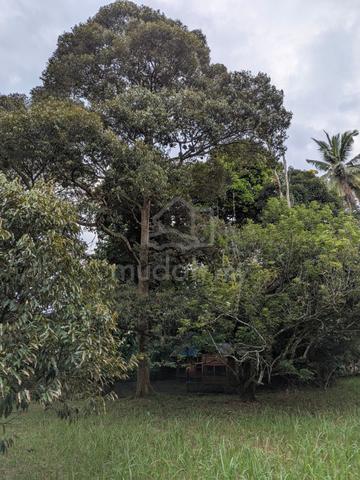 Tanah Dusun Nilai Negeri Sembilan 1