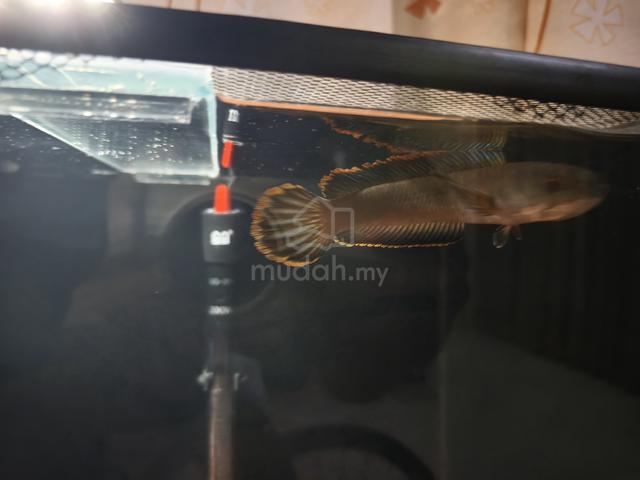 Channa Limbata - photo 6 of 6