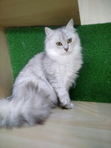 BLH British Long Hair Female Cat For Sale ( Murah) - photo 3 of 4