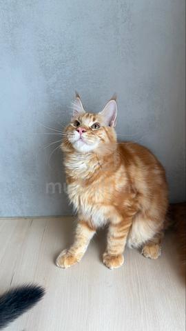mainecoon available for rehoming 🏡 - photo 2 of 4