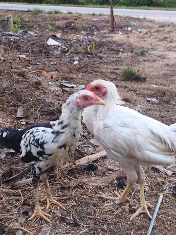 Carousel Image