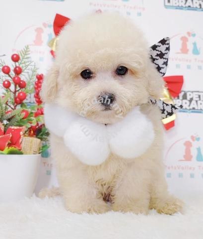 Maltipoo Maltese Poodle Dog Puppy B135 - Pets For Sale In Puchong, Selangor