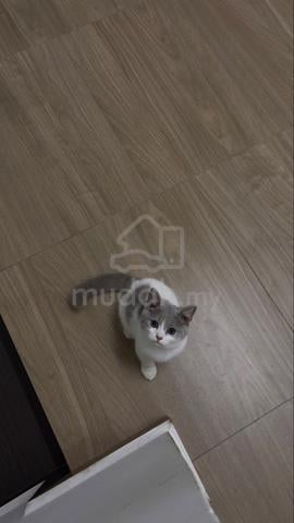 mix bsh kucing - photo 6 of 6