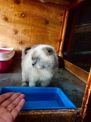 Carousel Image