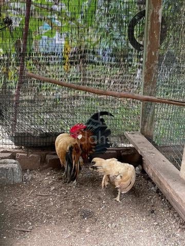 ayam serama sepasang - photo 2 of 4