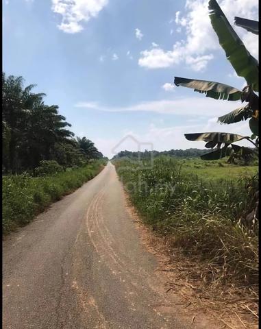 Tanah Kebun Kayu Ara Pasong 1