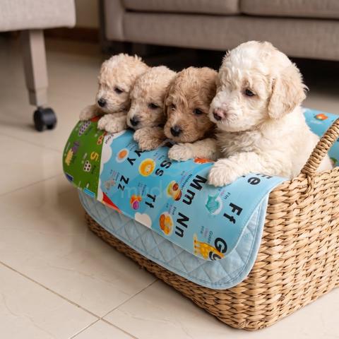 Carousel Image