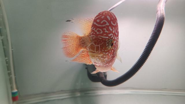 flowerhorn kamfa GB - photo 5 of 6