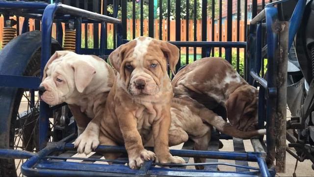 Pitbull Bandog Puppies Blue Eye - Pets for sale in Taiping, Perak