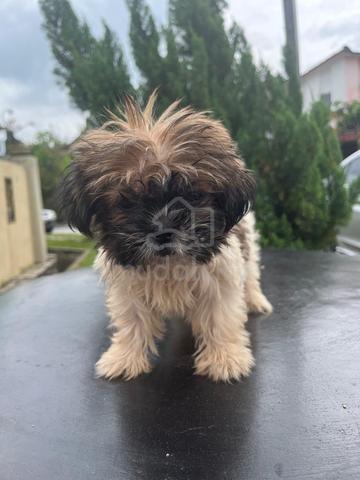 Carousel Image