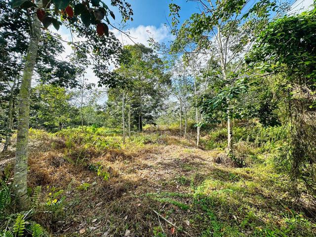 TANAH KEBUN 4.2 EKAR TANAM DURIAN DAN POKOK BUAH / Nyalas jasin Melaka 1