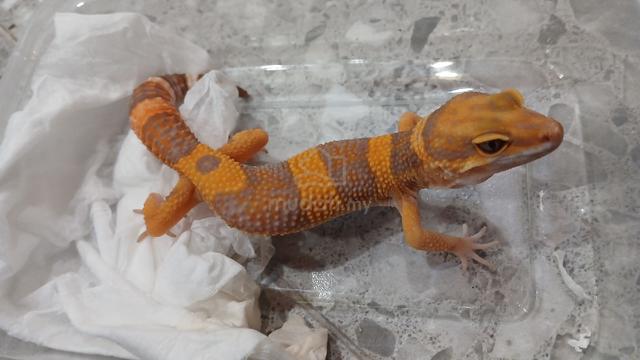 Gecko Trangerine Trenser  - photo 3 of 3