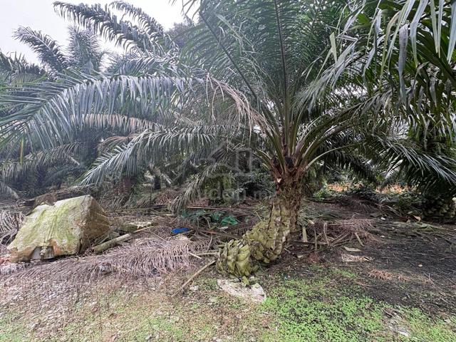 Pekan Nanas Agri Land For Sale 1