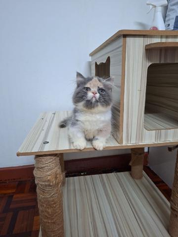 Munchkin  - photo 4 of 4
