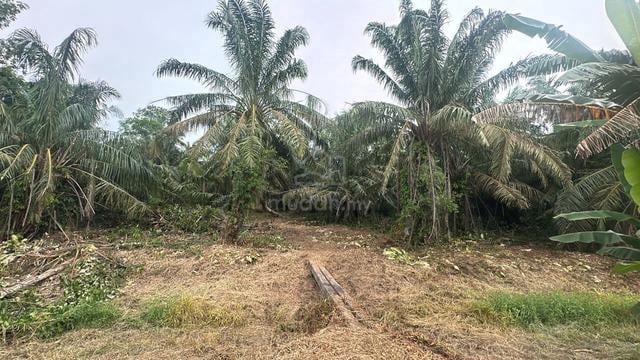 INTERNATIONAL Lot Pontian Jelutong Ayer Baloi 1