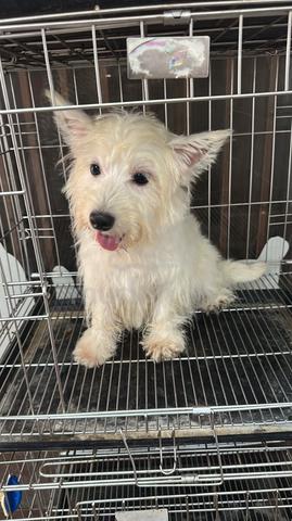 Pure Breed West Highland White Terrier (Feale) - photo 4 of 5