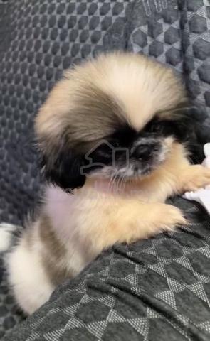 Pekingese Puppies male female - photo 4 of 6