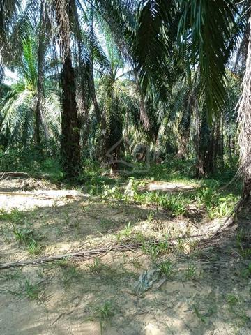 Tanah Pertanian Tanah Rancangan Pinggiran Lasah Bekut Kuala Kangsar! 1