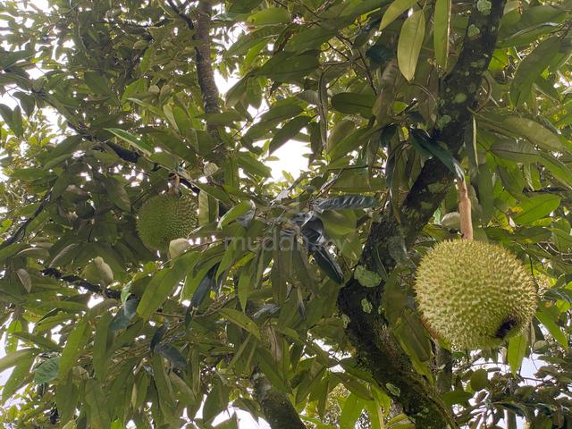 3 Acre Durian land | Sungai Penjuring Bentong |Retirement Land 1