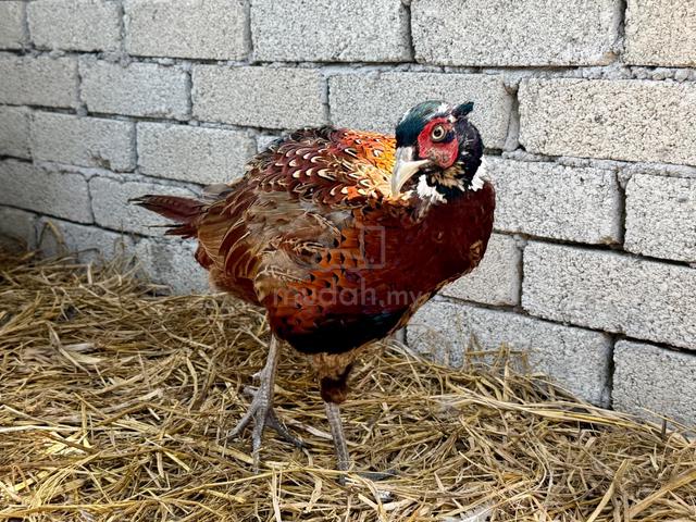 Burung kuang / ring neck pheasant - photo 2 of 5