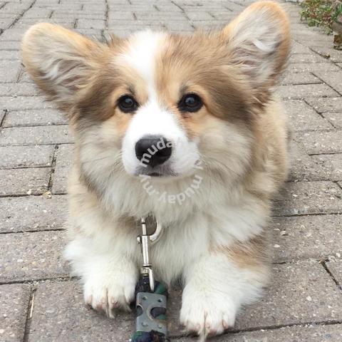 High Quality Long hair Corgi MKA 6weeks Rehome Pets for sale in Cyberjaya Selangor