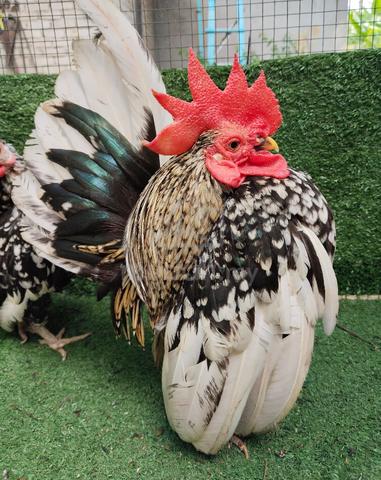 Carousel Image Selected