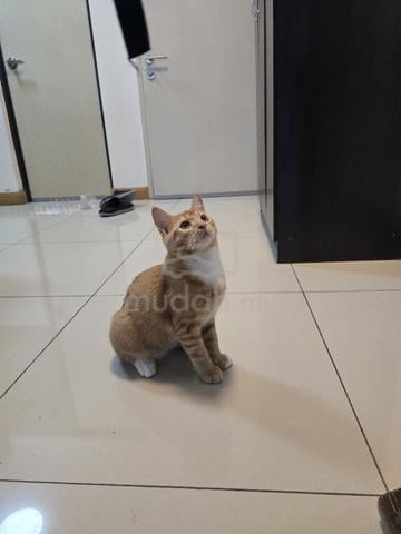 4-month-old kitten for rehome - photo 2 of 5