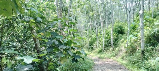 Tanah untuk dijual dikepis,kuala pilah negeri sembilan 1
